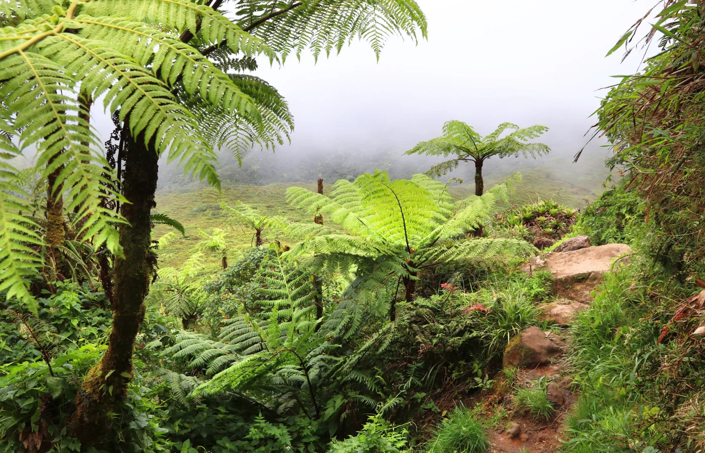 Cascade en Martinique, randonnée dans la forêt tropicale